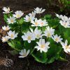 Sanguinaria Canadensis